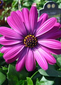 Osteospermum Serentiy 'Purple'